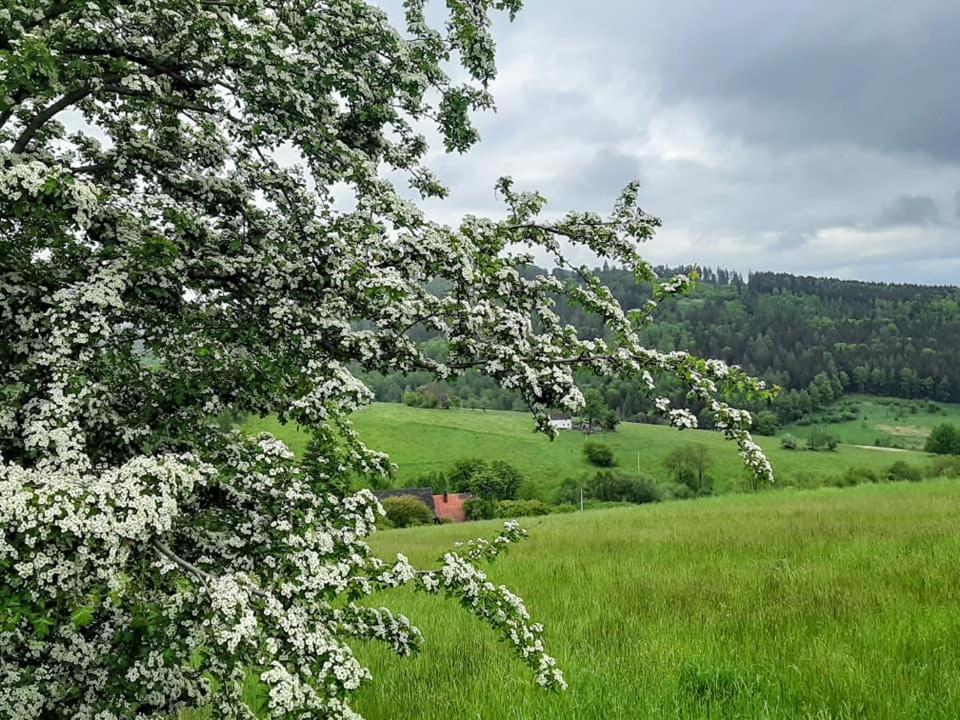 Villa Zielona Roza Wambierzyce Esterno foto